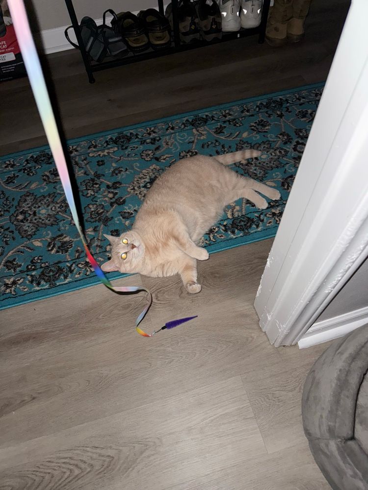 An orange cat lies across a blue rug, looking up at a dangling ribbon toy.