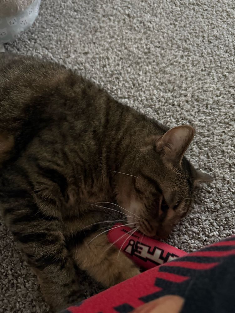 A brown tabby is laying in his side, face pressed against a catnip dynamite toy with his paws stretched toward a person’s leg.