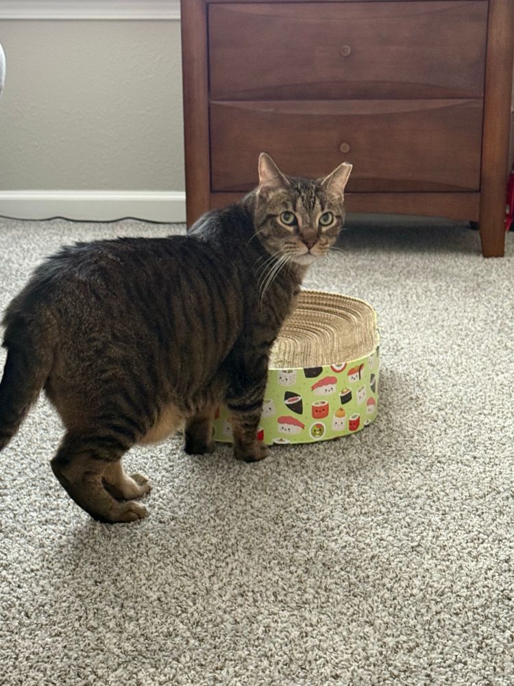 A brown tabby with one ear tip clipped stands in front of a cardboard bed, looking at the camera.
