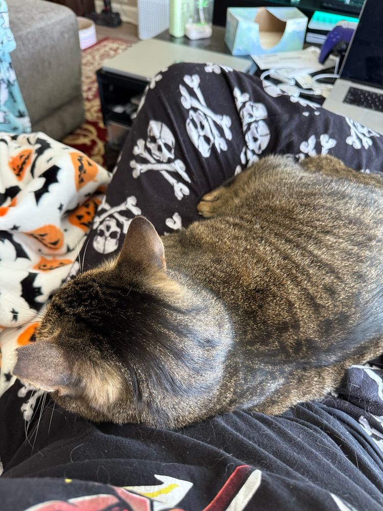 A brown tabby cat curls up in a human’s lap with his head laying on their stomach and chest.