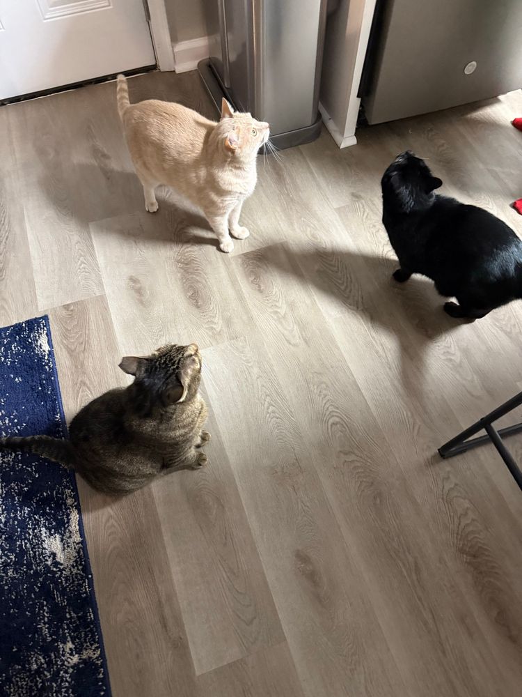 A brown tabby cat, a pale orange cat, and a black cat stand in a triangle on a wooden floor. All three are looking up at a counter where food is presumably being prepared.