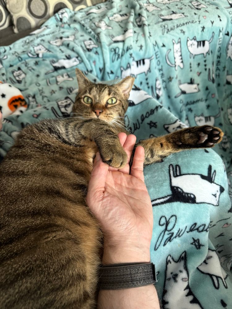 A brown tabby cat lays on his side on a blue blanket, looking up at the camera. A human’s hand is laying against his side, and one of the cat’s paws is draped over the thumb.