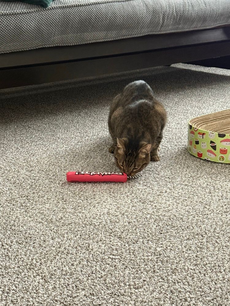 A brown tabby sniffs at a red catnip toy shaped like a stick of dynamite, clearly interested in the offering.