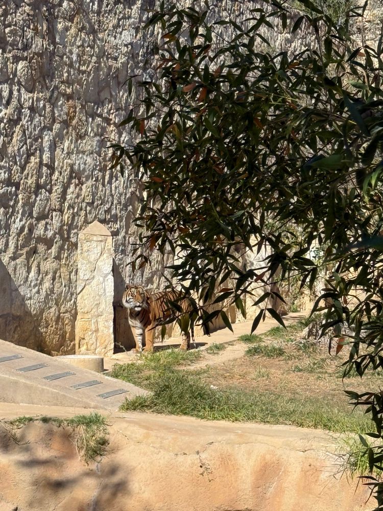 A Sumatran tiger stands near the wall of its enclosure, with its striped face observing the crowd.