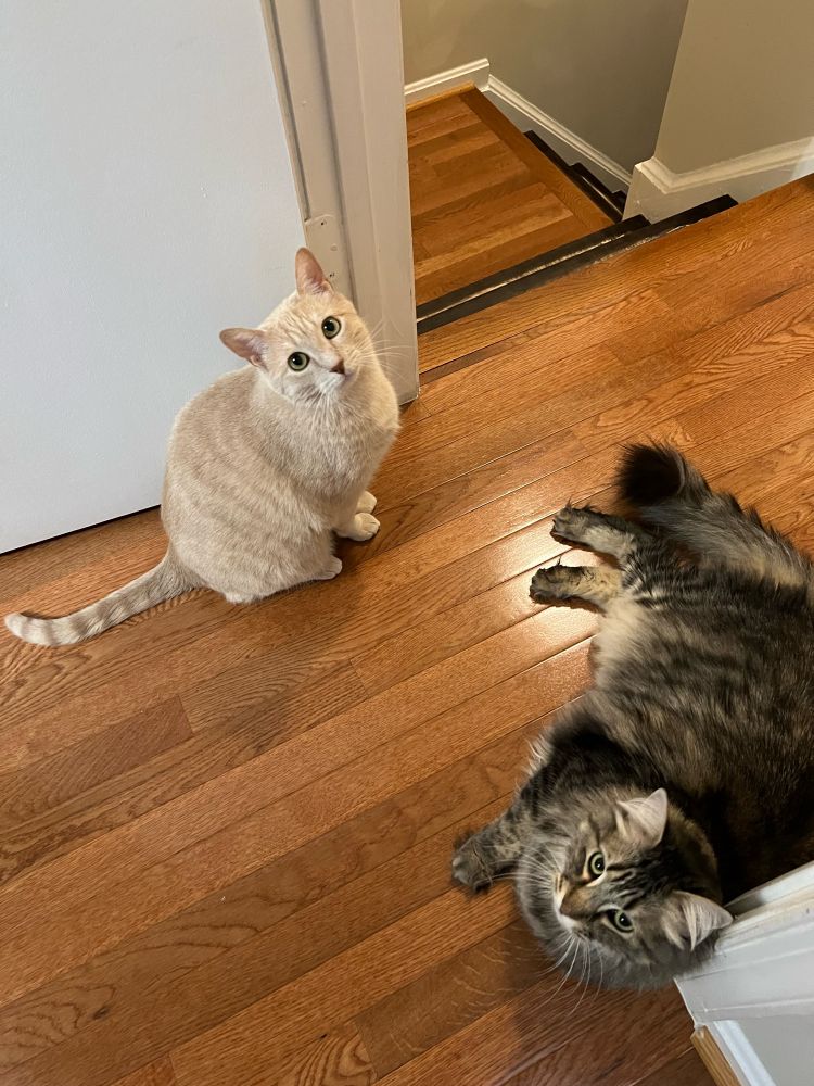 A pale orange cat is sitting on a hardwood floor next to a fluffy brown tabby who is lying on his side. Both cats are looking up expectantly, impatiently waiting to be fed.