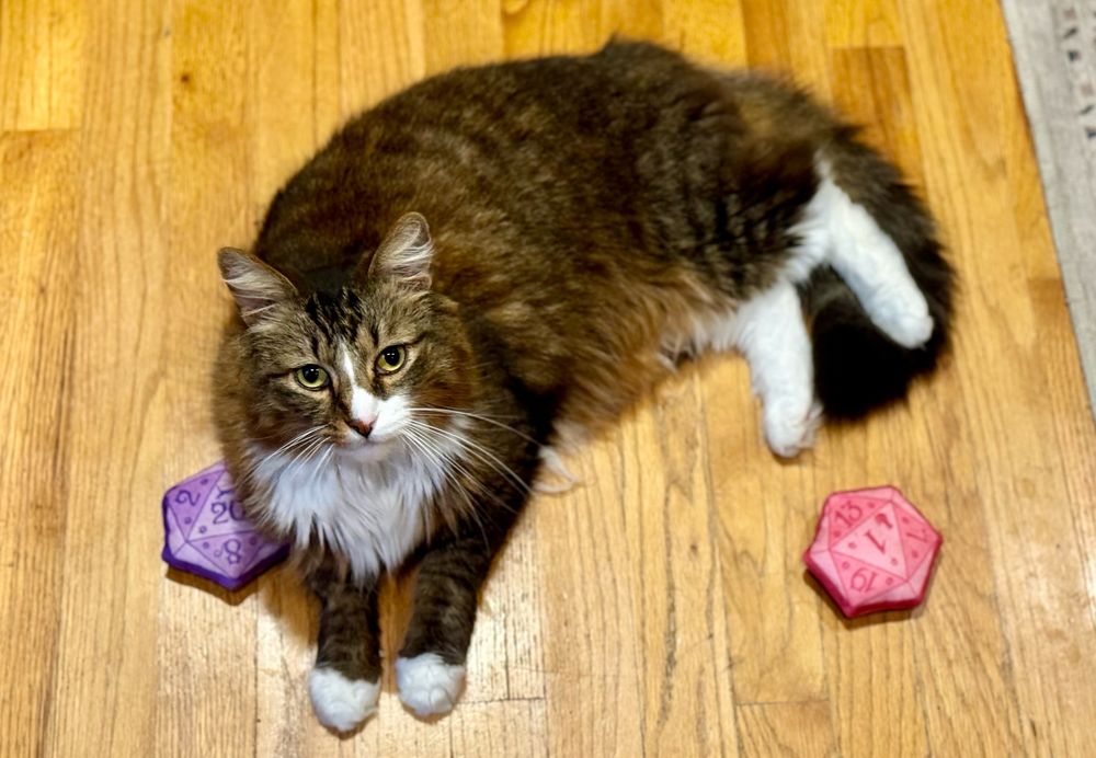 Fluffy white and tabby cat playing with catnip d20 dice toys.