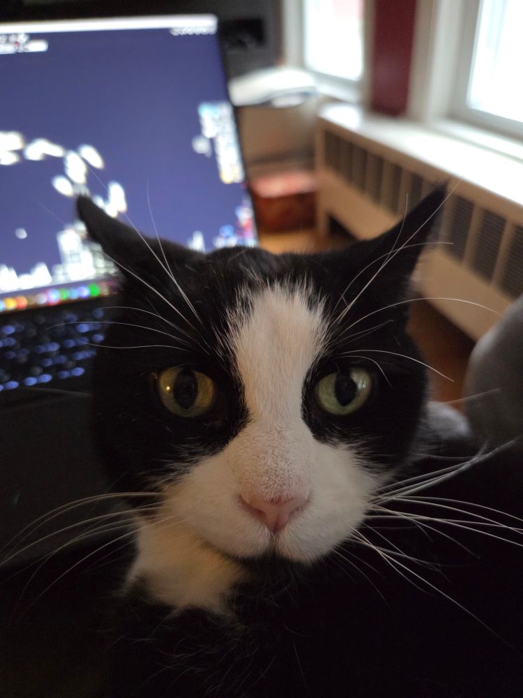 A black and white cat looks into the camera while the video game the Gnorp Analogue plays in the background. 