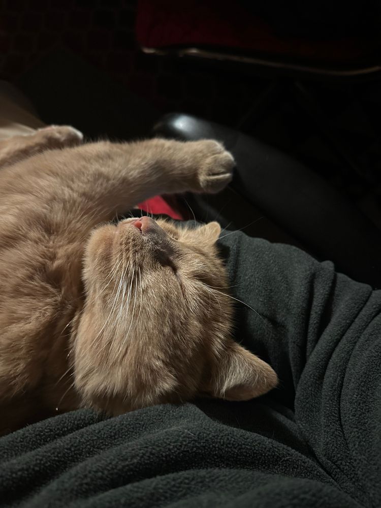 Chat roux sur genoux 