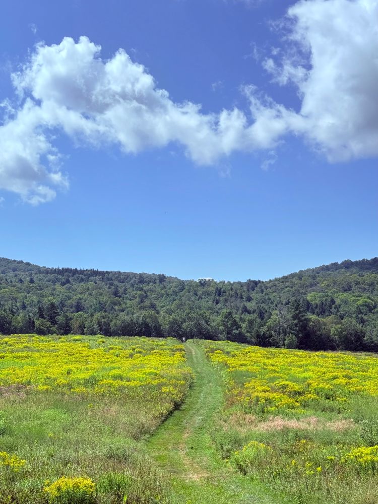 Trail through a flower-dusted meadow that meanders into mountains 