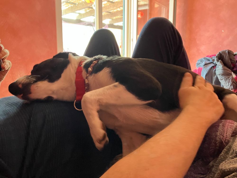 Hund liegt auf einem Mann