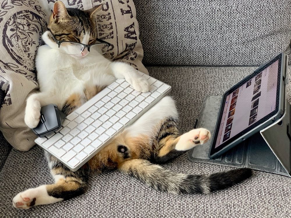 me, as a sleepy cat lying against a cozy pillow on the sofa, holding a keyboard and mouse in front of a tablet