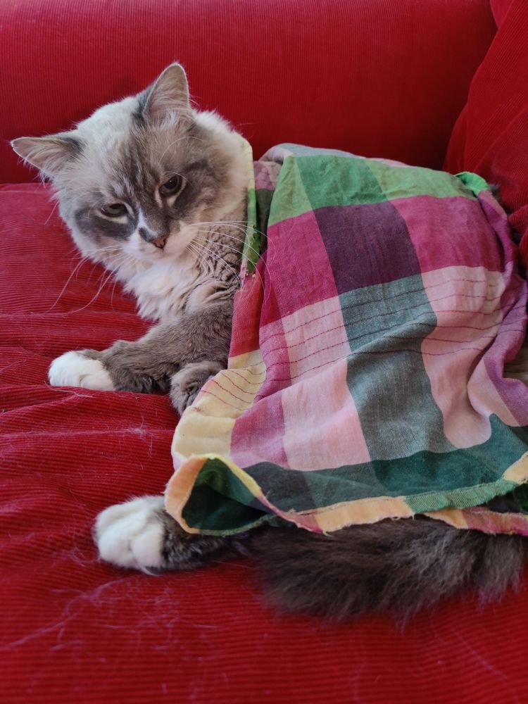 Une photo de @maceoscrap.bsky.social avec un beau torchon humide sur son fluff