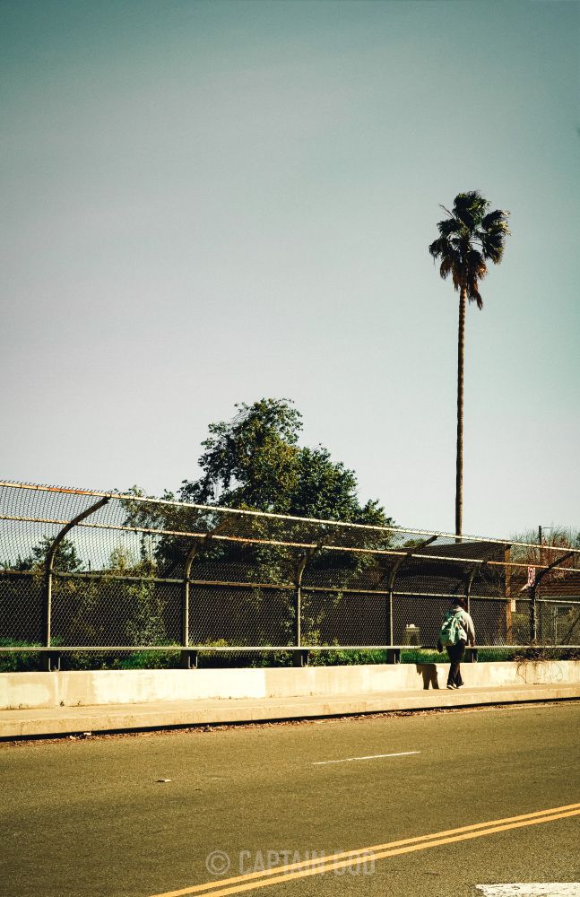 person walking along sidewalk with a palm tree overhead