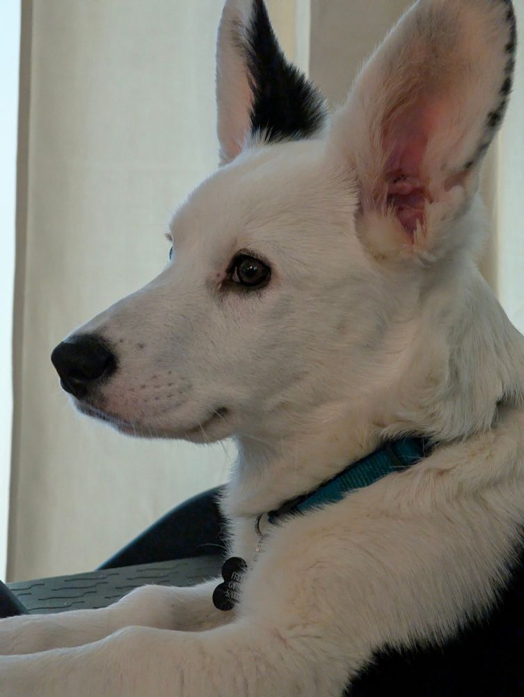 Close up of a corgi. 