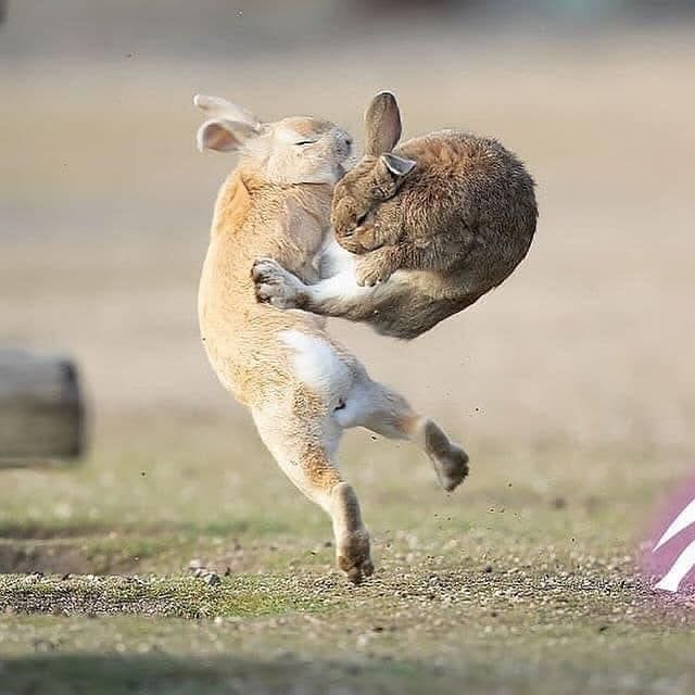 Two bunnies in mid air, one with his hind paws landing a kick on the other's ribcage