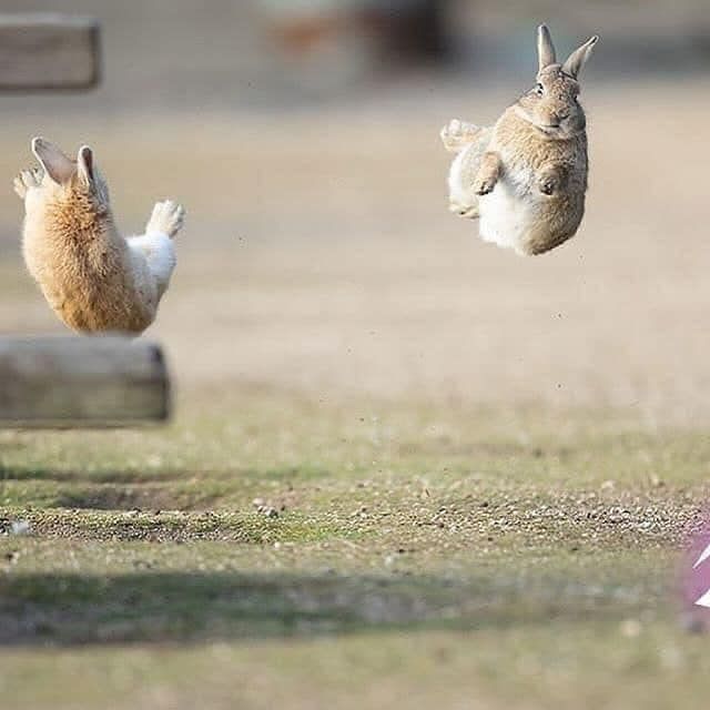 Two bunnies in mid air flying apart after one has kicked the other