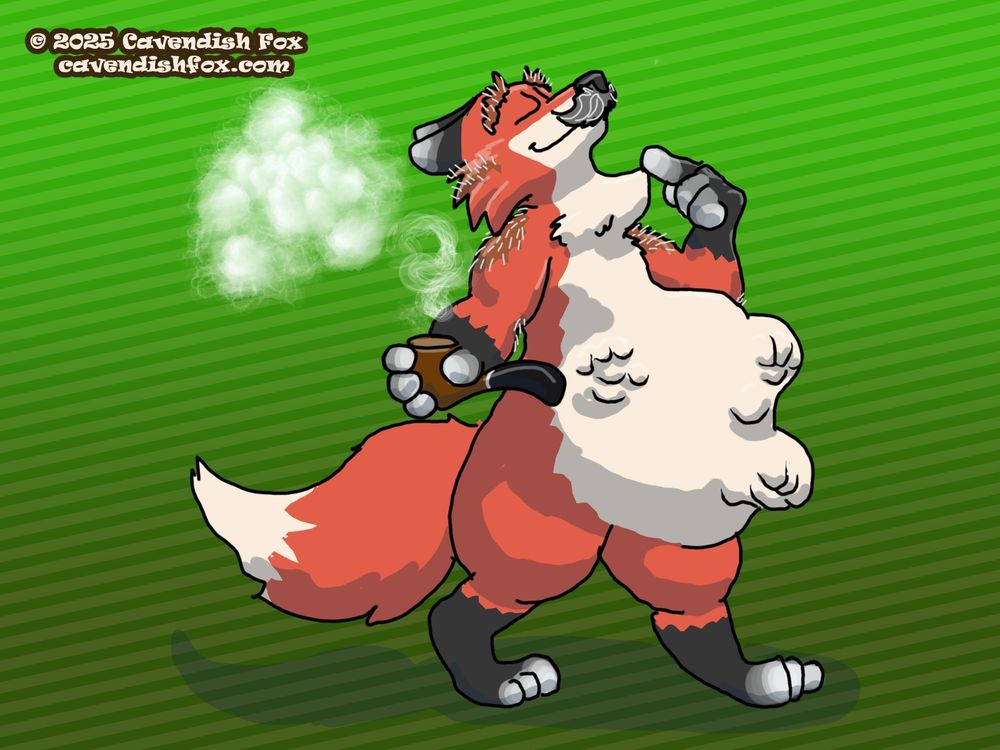 Cavendish with a wolfox-shaped throat and belly bulge