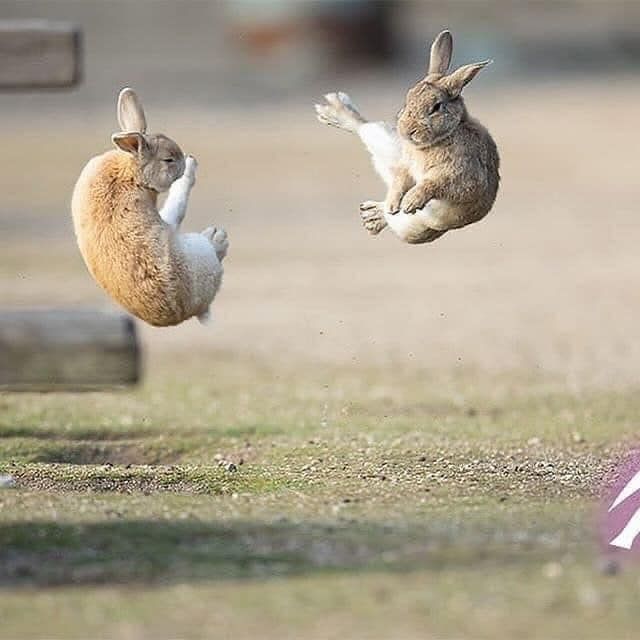 Two bunnies in mid air with their feet extended for flying kicks