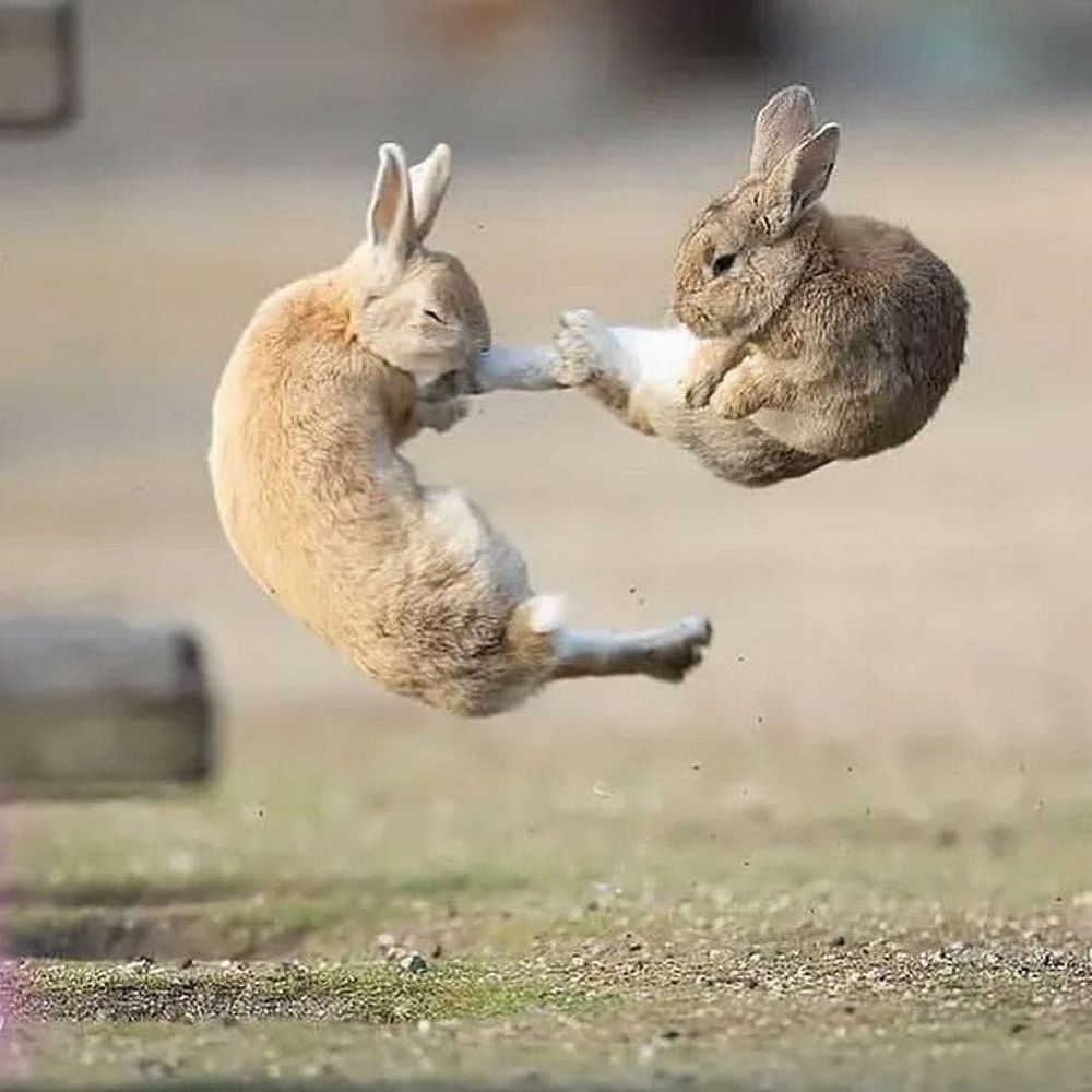 two bunnies in mid air, one kicking the other