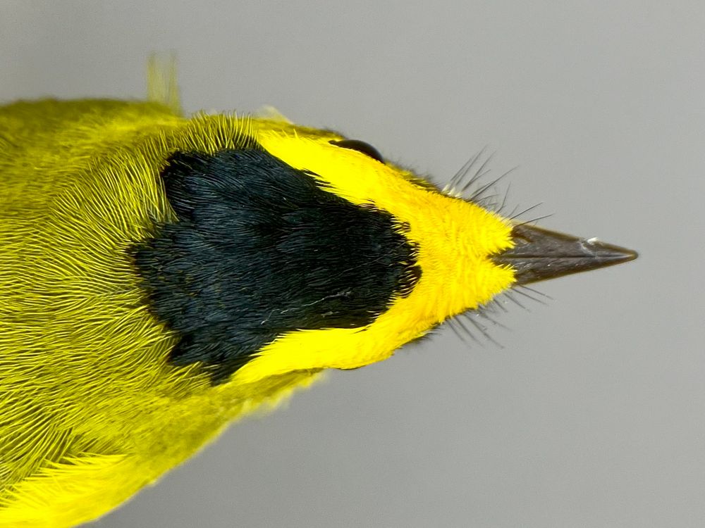 Wilson’s Warbler: 1CY male. Rocky Point Bird Observatory, British Columbia, Canada. 31 July 2025.
