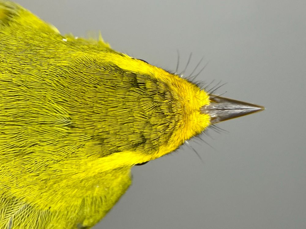 Wilson’s Warbler: 1CY female. Rocky Point Bird Observatory, British Columbia, Canada. 03 August 2025.