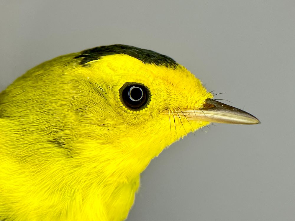 Wilson’s Warbler: 1CY male. Rocky Point Bird Observatory, British Columbia, Canada. 31 July 2025.
