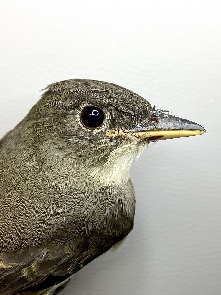 Olive-sided Flycatcher: juvenile (1CY). Rocky Point Bird Observatory, British Columbia, Canada. 03 August 2025.