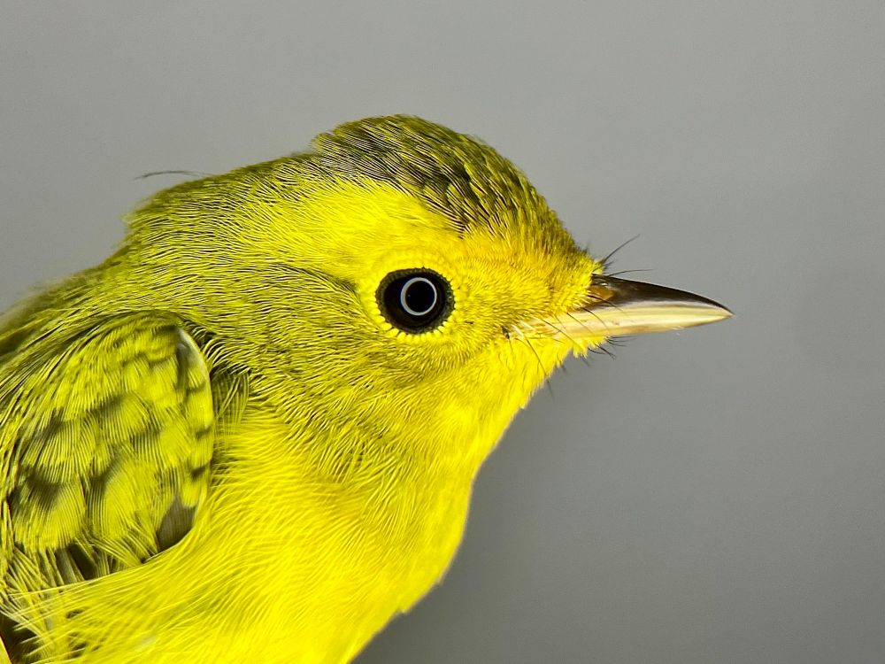 Wilson’s Warbler: 1CY female. Rocky Point Bird Observatory, British Columbia, Canada. 03 August 2025.