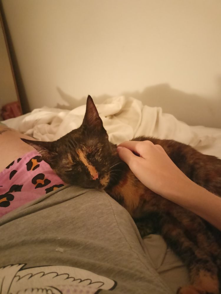 Eine kleine gescheckte Katze hat ihren Kopf auf meiner Hüfte abgelegt und döst während ich sie streichele 