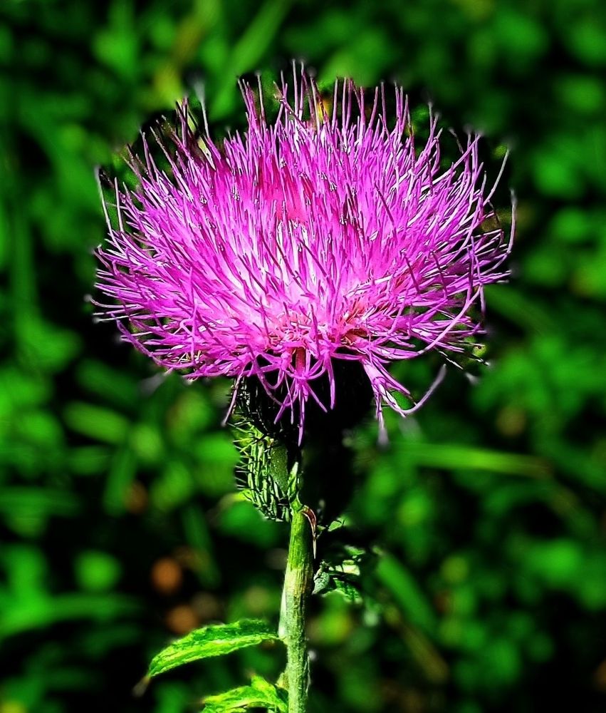 The image features a vibrant pink thistle flower in full bloom, with numerous thin, spiky petals radiating outward from a central point.

The flower is set against a blurred green background, which suggests a natural, outdoor setting
The thistle's stem is green and slightly textured, with a few leaves visible at the base.
The petals are a bright, vivid pink, with some darker tips, and the overall shape of the flower is spherical.

The background is out of focus, emphasizing the flower's details and colors.