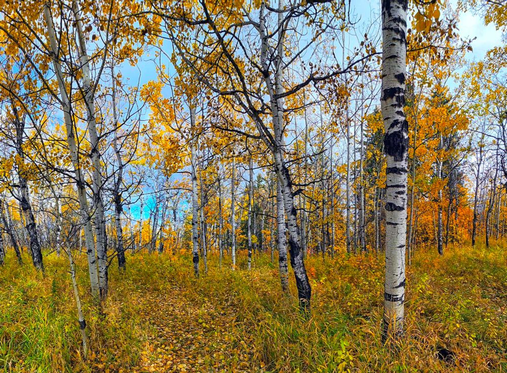 The image showcases a dense forest scene with trees displaying vibrant autumnal colors.

The ground is covered in a thick layer of fallen yellow and brown leaves. Numerous slender trees are visible, their trunks a mix of white and grey, and their leaves predominantly yellow and orange.

A clear blue sky is visible through the gaps in the tree canopy, providing a bright backdrop to the warm tones of the forest.

The overall impression is one of a tranquil, picturesque fall landscape.