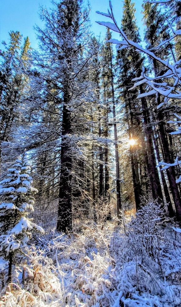 A photograph shows dense forest covered in snow, with the bright sunlight shining through the trees.

Tall, dark tree trunks dominate the scene, their branches heavily laden with white snow.
The sunlight creates a starburst effect as it filters through the trees, illuminating the snowy ground and undergrowth.

In the foreground, there are snow-covered bushes and smaller trees, adding depth to the composition.
The sky is a clear, bright blue visible through the gaps in the branches.

The warm sunshine does little to lesson the biting cold, but doesn't provide some sparkle to the icey snow.