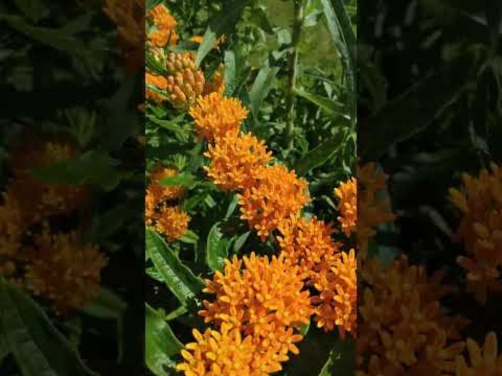 relaxing walk around the pollinator patch 2025
