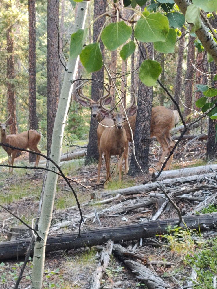 three bucks looking at the photographer threw the trees.