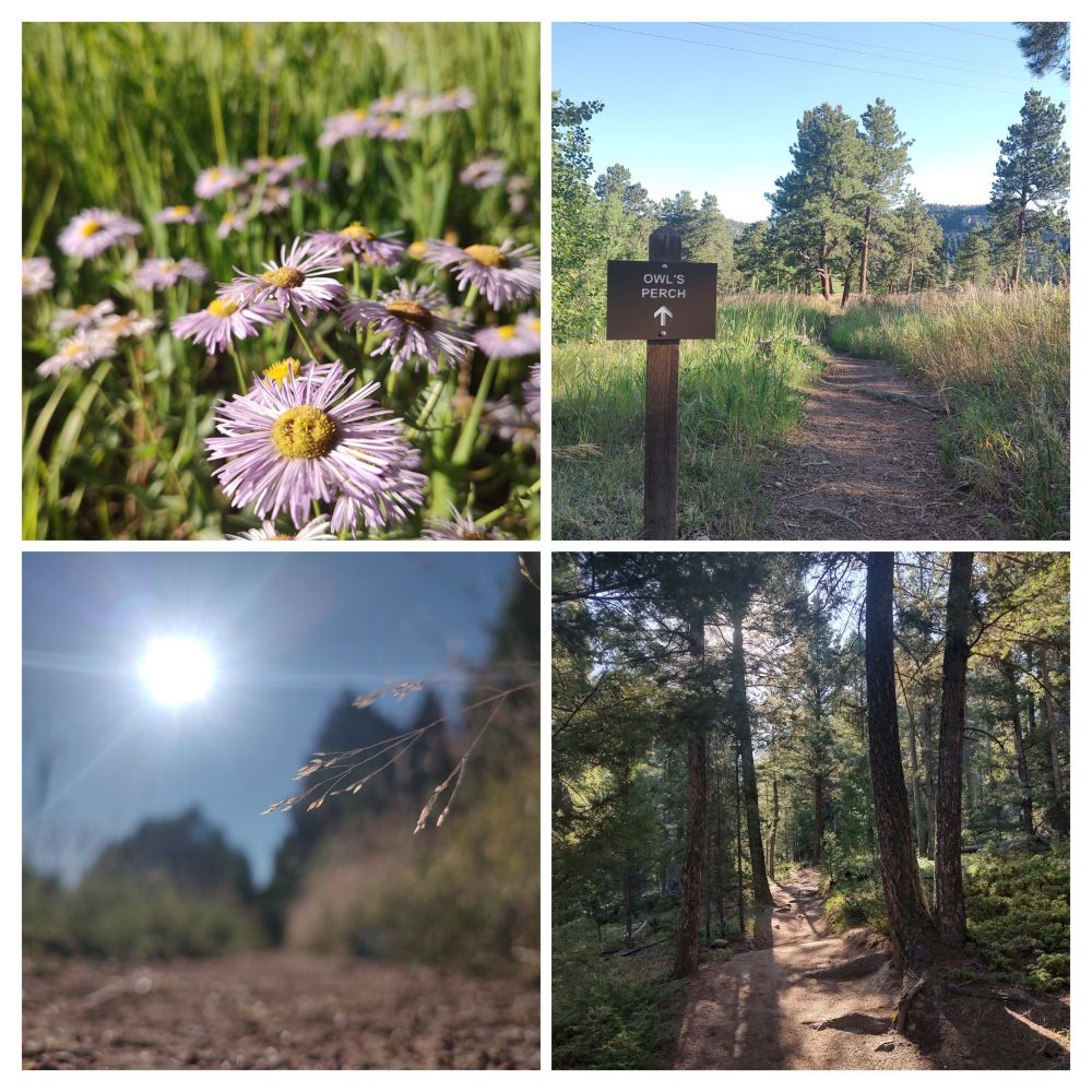 Collage of pictures.  Purple flowers, Owls Perch Trail sign before a trail towards some evergreen trees through some taller grass, close up of a strand of grass over a trail with the sun in the background, dirt trail through some tall evergreens.