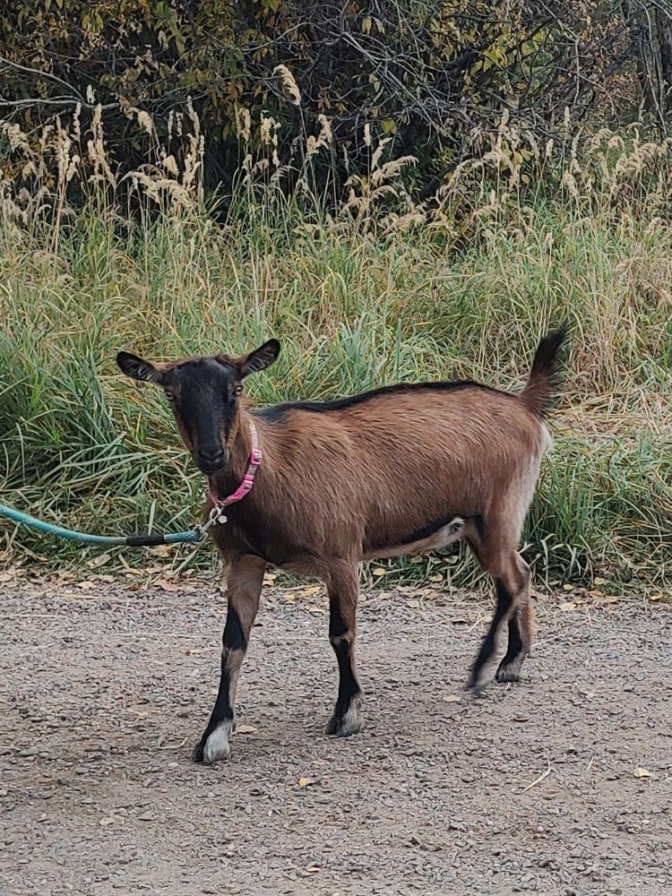 Picture of a brown goat on a leash.  You can rent goats to hike with.