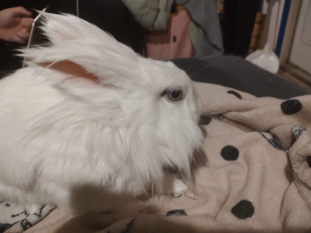 A white bunny on a pink blanket