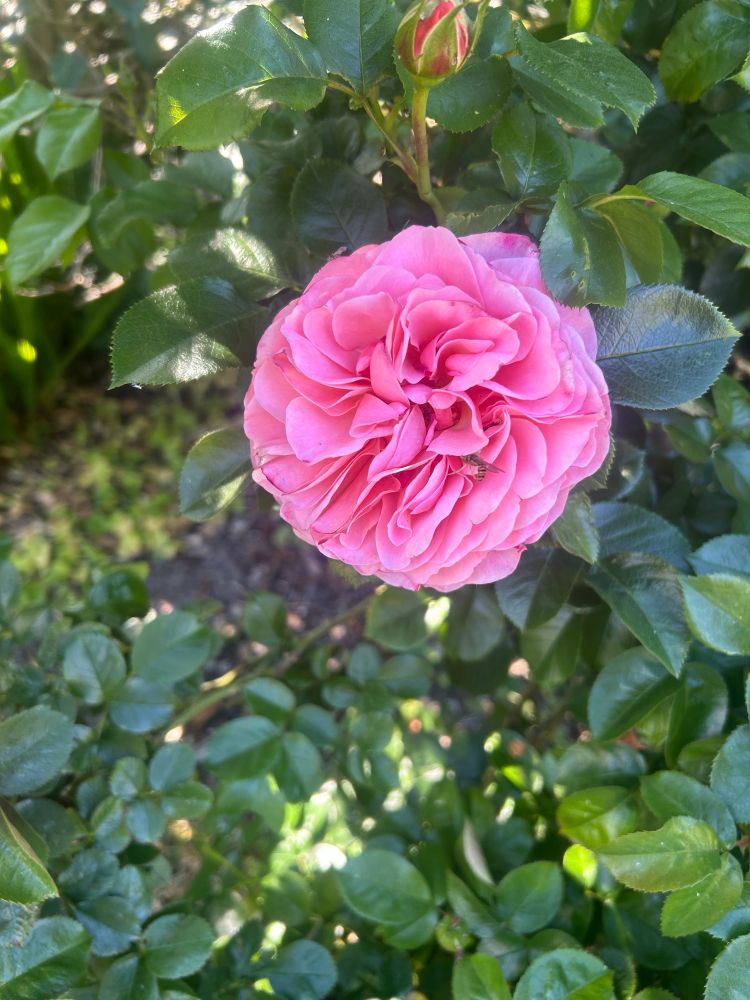 Single fresh pink rose on a rose bush in the sunshine 