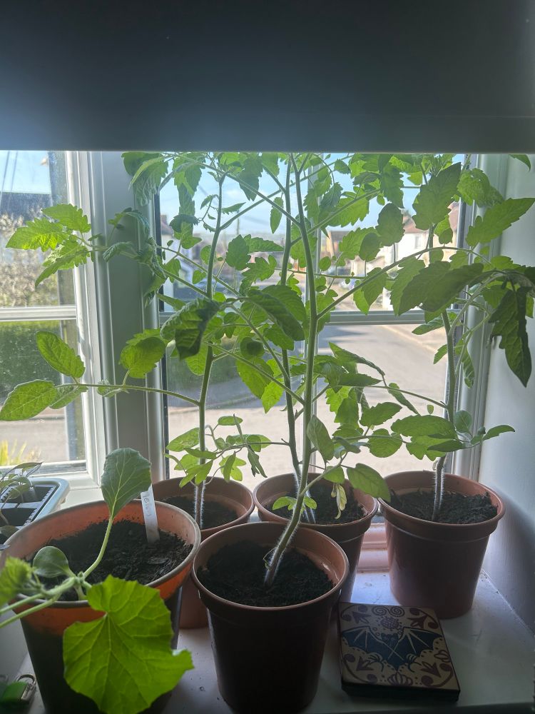 Four small tomato plants and one melon plant in brown pots on a sunny windowsill 