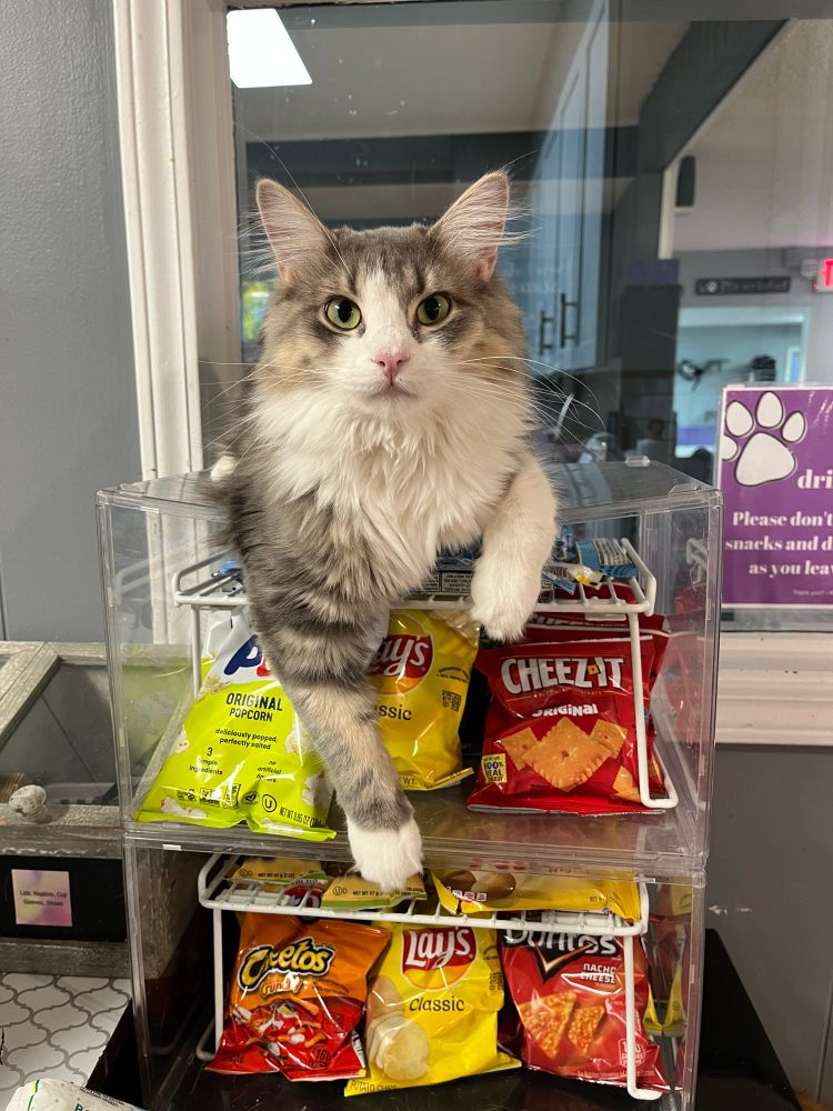 A beautiful longhaired kitten with white face and paws and dilute tortie-tabby pattern elsewhere sitting on top of a display case of snacks). She had green eyes and a pink nose and looks like a kitten supermodel.   