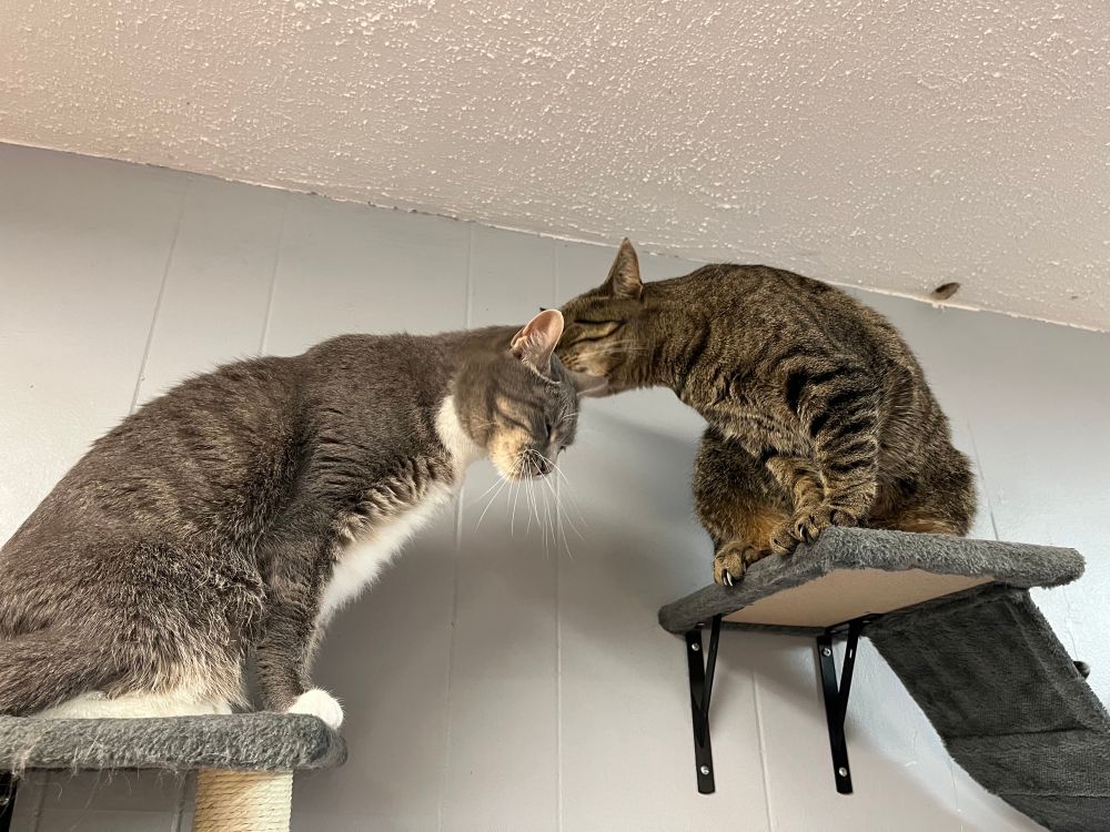 The same two cats on wall-mounted shelf, but the right tabby is cleaning the top of the left tabby’s head, and the left tabby looks very happy