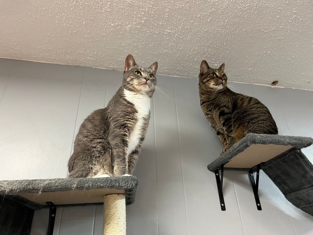 Two tabby cats on wall-mounted shelves sitting pretty and surveying their domain. The left is a girl with dilute tortie colors but tabby striped with a white ruff and paws. The right is a brown tabby with a white chin. 