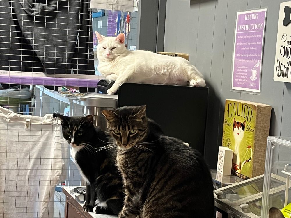 In a cat café, a white cat is happily half asleep on top of a large Keurig placed on a large dresser. Two cats are sitting in the foreground, a tuxedo patterned calico (with polydactyl paws), and in front of her, a brown tabby. The two foreground cats look like a street gang that won’t think twice about violence.  