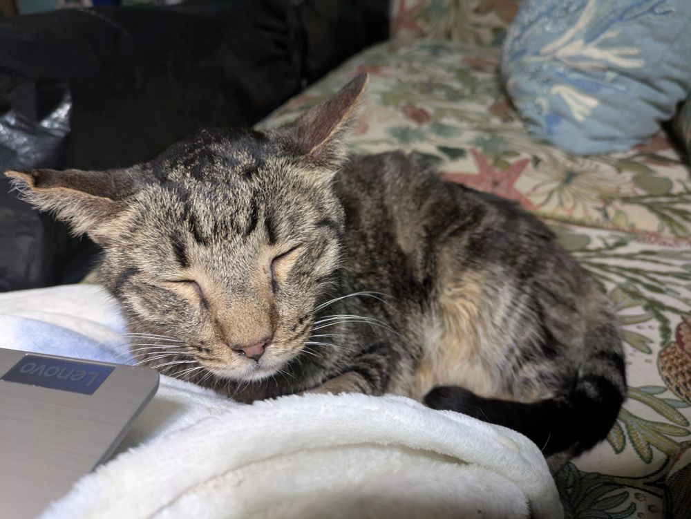 A little tigerstipe cat curled up and sleeping on the sofa.