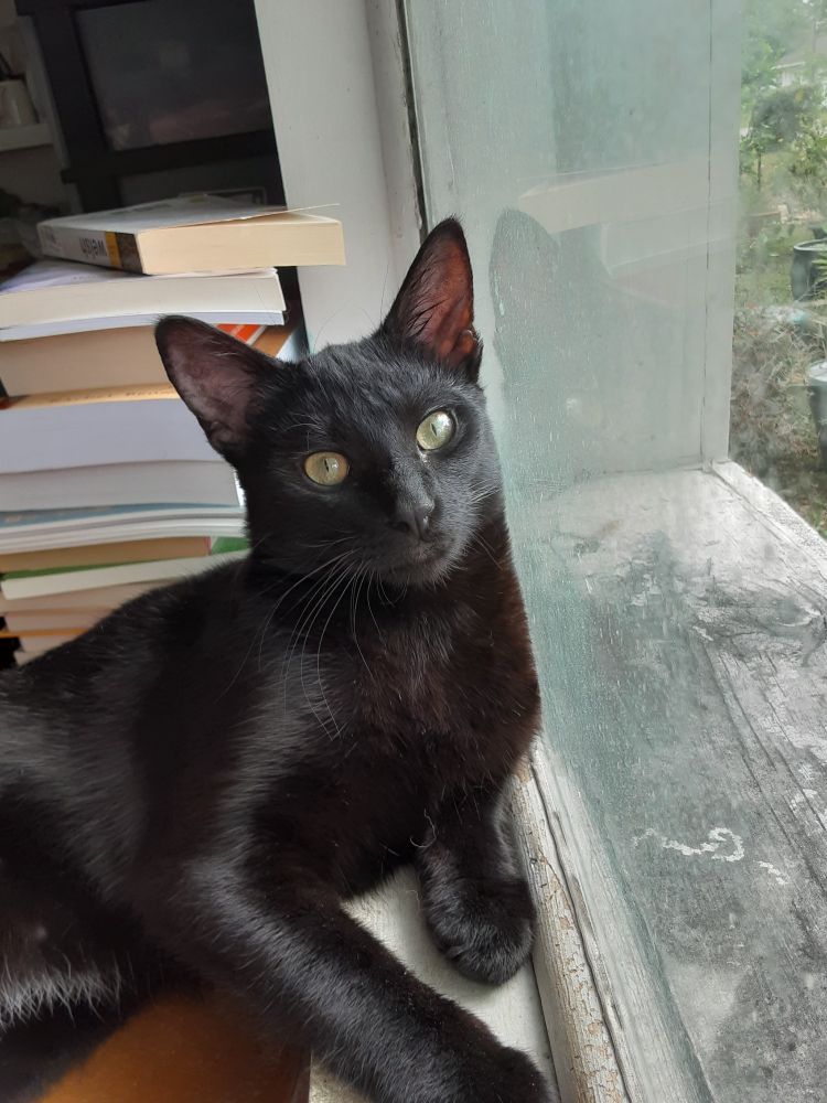 A handsome black cat resting against a windowsill. He looks like a good boy, and he is.