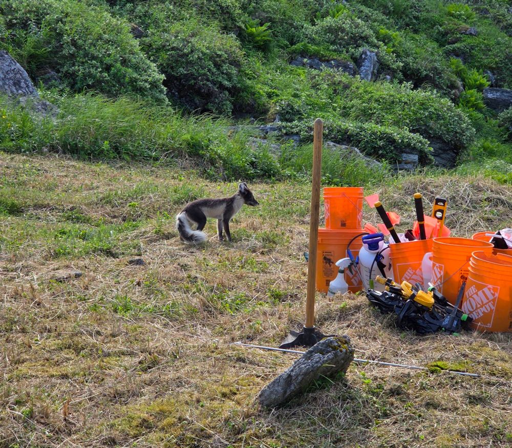 A graveyard in a super green valley, with a pile of orange home depot buckets on the right full of fieldwork gear. There is a fieldstone in the foreground, and an arctic fox behind it to the left!! It is grey and white and looking to the right. 