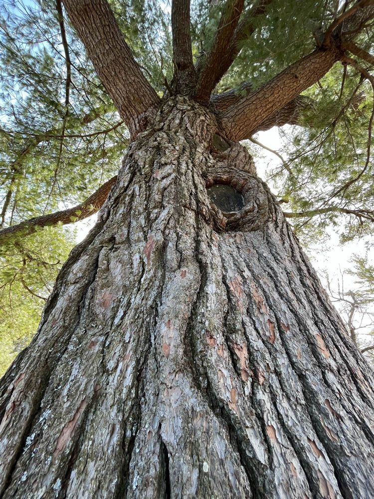 a pine tree from a very suggestive angle