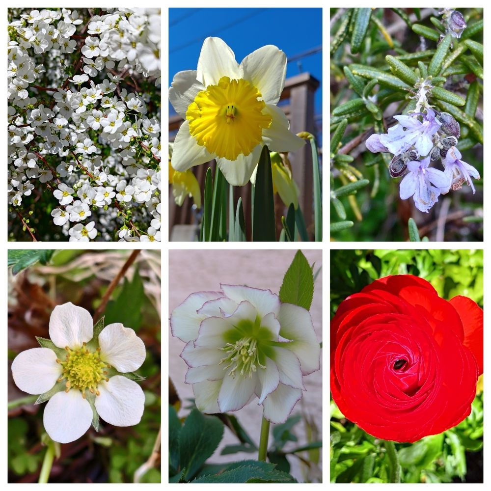 Collage of six photos of flowers. From top left, clockwise: yuki-yanagi (many small white flowers), daffodil (cream with yellow corona), rosemary (small violet flowers), Persian buttercup (vivid red), Christmas rose (green in centre, white with purple edges) and strawberry (five well separated petals surrounding a yellow pistil).