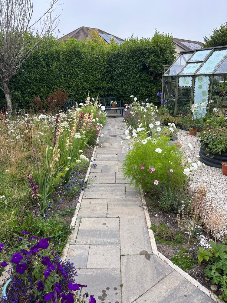 A garden path framed by two flower borders overrun with cosmos. A greenhouse in the background. 