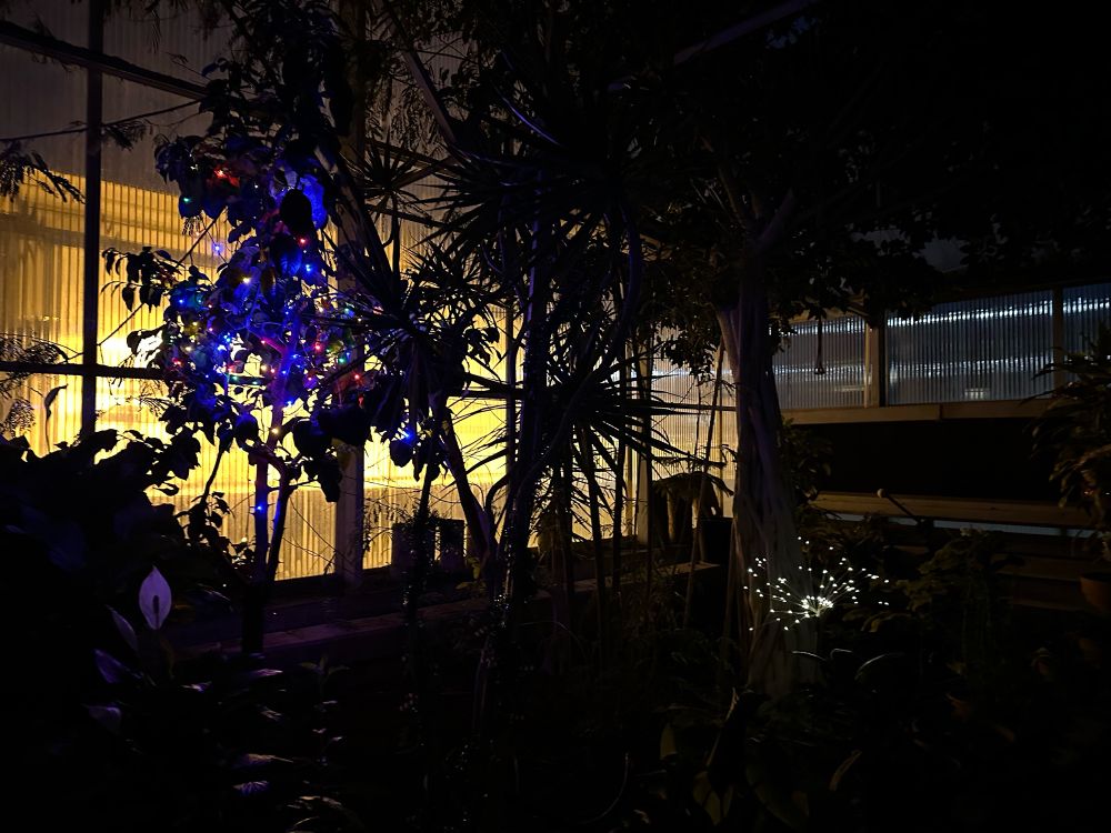 A backlit dark greenhouse with a citrus tree and other tropical plants. The citrus tree is decorated with multicolored twinkle lights.
